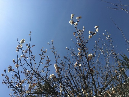 tree170406-04.jpg